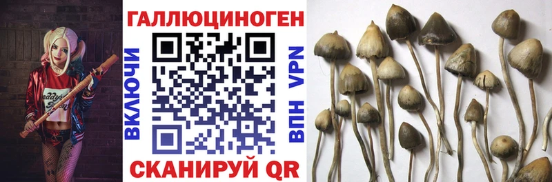как найти закладки Нарткала Псилоцибиновые грибы MAGIC MUSHROOMS